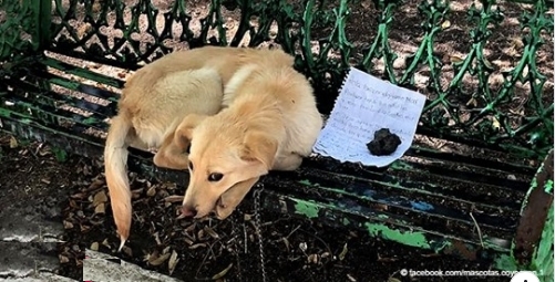 Ein Hund wurde mit einer rührenden Notiz des Vorbesitzers an einer Bank gebunden gefunden